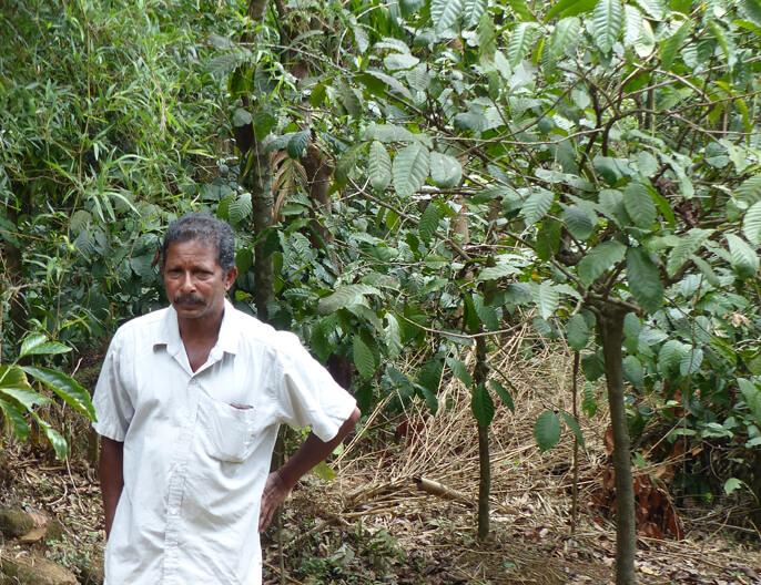 Producteur cannelle agroÃ©cologie coopÃ©rative SOFA au Sri Lanka